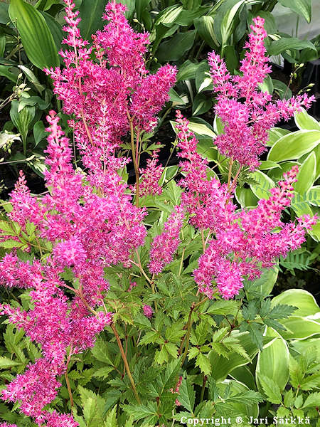 Astilbe Japonica-Ryhm 'Rheinland', japaninjaloangervo